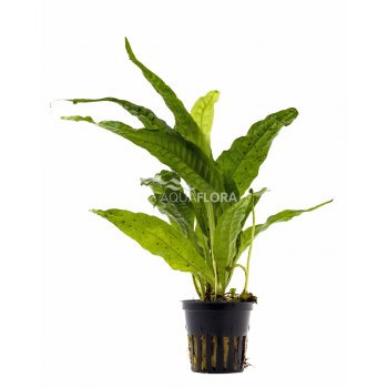 AQUAFLORA - MICROSORUM PTEROPUS